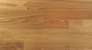 Blackbutt