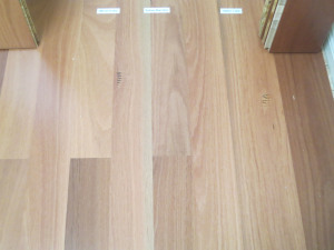 Sydney Blue Gum